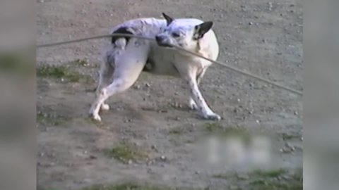 "Funny Dog Scratching His Behind"