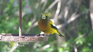 Evening Grosbeak perched on a bird feeder