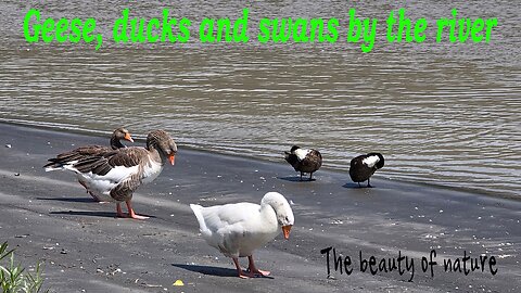 Geese, ducks and swans by the river / Beautiful birds by the water.