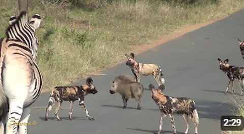 Clever Warthog Outsmarts Wild Dogs: An Unlikely Alliance Tips the Scales