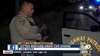 Kitten hidden in car's engine rescued