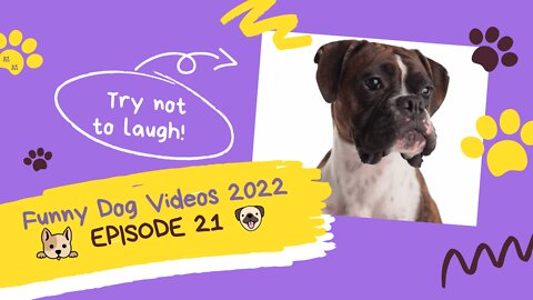 🐶 Funny Dog Videos 2022 🐶 EPISODE 21 🤣 It’s time for ANOTHER LAUGH with these crazy dogs 🐕