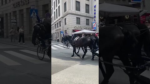 Vienna Horses 1 #shorts #horses #carriage