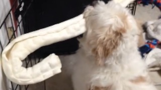 Tiny Dog Picks Out Biggest Toy In The House