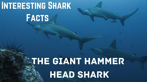Interesting Shark facts !!! Giant Hammerhead Shark