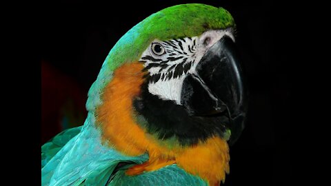 funnybird parrot