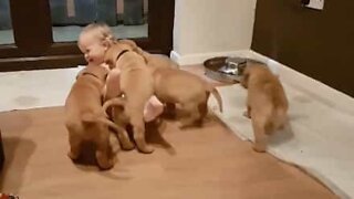 Une pile de chiots recouvre une petite fille