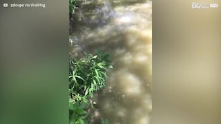 Crocodile appears suddenly and scares visitors