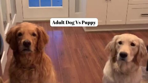 Adult Dog Vs Puppy