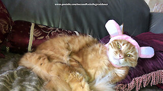 Patient cat not Impressed with rabbit hat costume