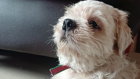 shih tzu watching tv