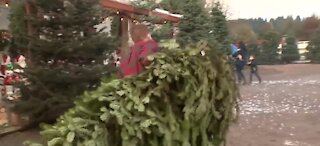 Christmas Tree Rush has already started, earlier than usual