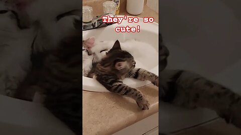 How Many Kitties Can Fit In A Sink? #kittens #kitten #sleepingcat