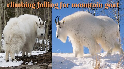 climbing falling for mountain goat