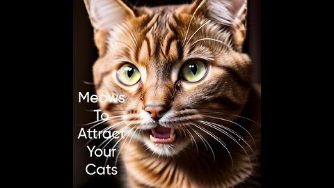 Sounds that attracts cats - Meow to make cats come to you