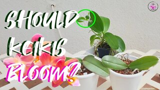 How many Keikis can Phalaenopsis Orchid handle?| How to care for orchid keikis & more #ninjaorchids