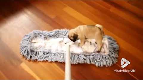 Tiny Pug Helps Her Owner With The Chores