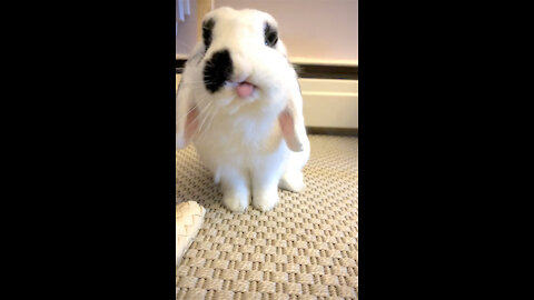 Cute Bunny can’t stop sneezing