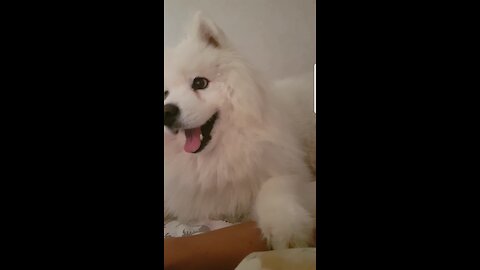 Samoyed growls when he doesn't get enough attention