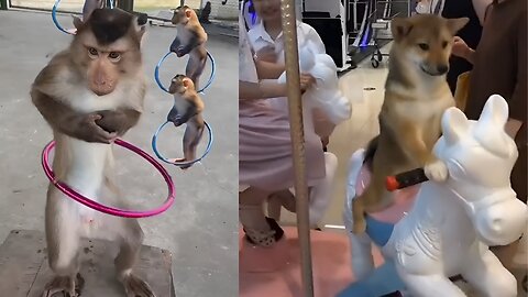 Monkey played magician's game.😲😲😲