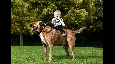 playing with Harry pooter🐶kid playing with pet❤️❤️ Always supervise your child around any animal.