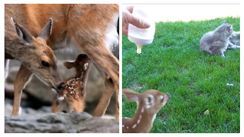 Baby Deer Cutest Video & Playing with cat