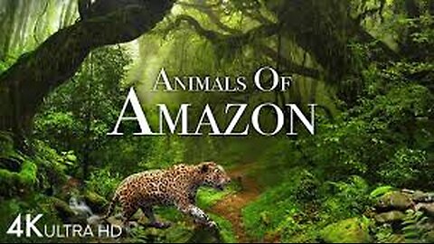 Animals_of_Amazon_4K_-_Animals_That_Call_The_Jungle_Home