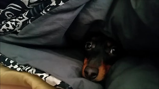 Missing Dachshund Dog Found Burrowed In Blankets