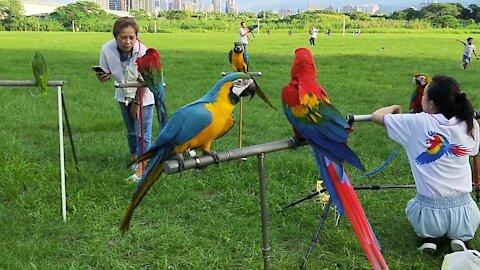 A Colorful Birds Perched on Metal