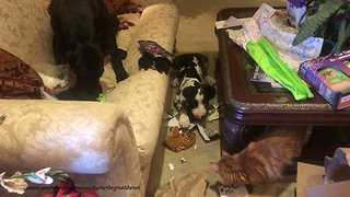 Cat Supervises Great Dane and Puppy Playing With New Toys and Gifts