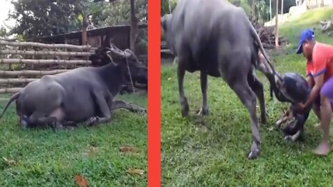Look how carabao also suffer for her deliver of first bab