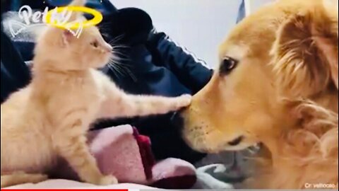 CATS vs DOGS! Love and hate! Compilation of funny cats and dogs for a good mood! 🤣