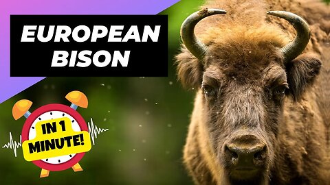 European Bison - In 1 Minute! 🦬 The Biggest Land Animal In Europe | 1 Minute Animals