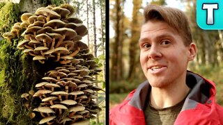 When Deadly Mushrooms Look like Edible Ones