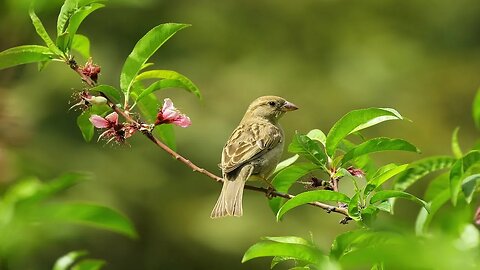 Relaxing Birds and Piano Music | Relaxing Music 24/7 | Stress Relief Music