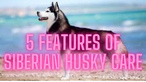 5 Features of Siberian Husky Care