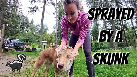 The Best Way to Remove Skunk Spray From Your Dog