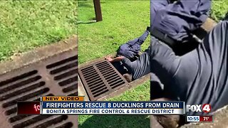 8 ducklings rescued from drain at Bonita Springs golf course