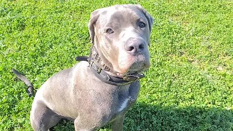 Bruce The Puppy Cane Corso - 50 KG 110 Lbs 10.5 Months Old.