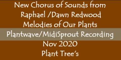 New Chorus of Sounds from Raphael /Dawn Redwood