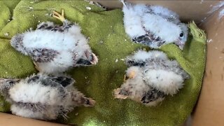 Colorado group helps American Kestrel population thrive