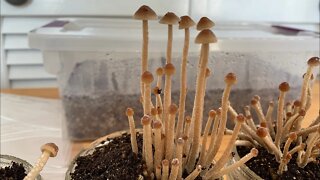 🍄 Tampanensis Shoebox Primordia! 🍄