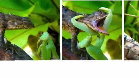 praying mantis vs lizard 😱😱(#beautiful world) #youtube #trending
