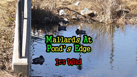 Mallards At Pond’s Edge