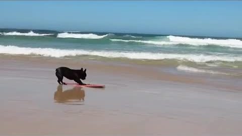 French Bulldog is a skimboarding champion!