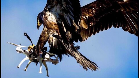 French Army Trains Eagles To Kill Enemy Drones