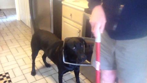 Guilty Lab Dog Is Caught Wearing Evidence