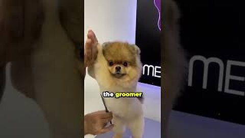 This Dog Gets Cut