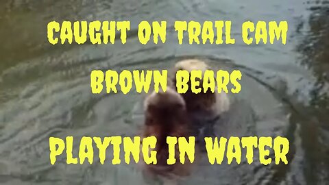 "You Won't Believe What These Bears Are Doing In Water!"
