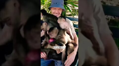 7 Wild Monkeys, One Human #shorts #funny #monkeys
